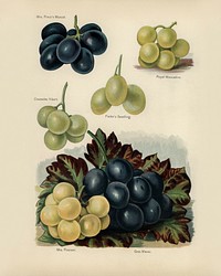 Vintage illustration of grape digitally enhanced from our own vintage edition of The Fruit Grower&#39;s Guide (1891) by John Wright.