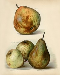 Vintage illustration of fruit digitally enhanced from our own vintage edition of The Fruit Grower&#39;s Guide (1891) by John Wright.