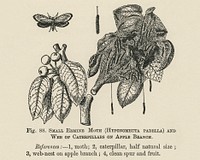 Vintage illustration of moth digitally enhanced from our own vintage edition of The Fruit Grower&#39;s Guide (1891) by John Wright.