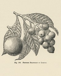 Vintage illustration of loquat digitally enhanced from our own vintage edition of The Fruit Grower&#39;s Guide (1891) by John Wright.