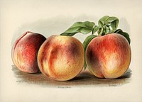 Vintage illustration of peach digitally enhanced from our own vintage edition of The Fruit Grower&#39;s Guide (1891) by John Wright.