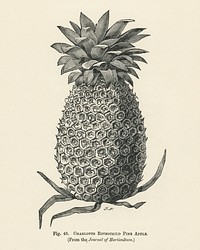 Vintage illustration of charlotte rothschild pineapple digitally enhanced from our own vintage edition of The Fruit Grower&#39;s Guide (1891) by John Wright.