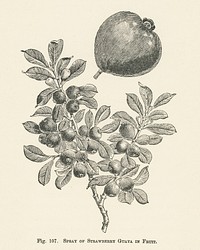 Vintage illustration of strawberry guava digitally enhanced from our own vintage edition of The Fruit Grower&#39;s Guide (1891) by John Wright.