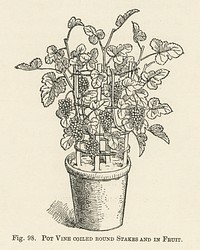 Vintage illustration of pot vine grapes digitally enhanced from our own vintage edition of The Fruit Grower&#39;s Guide (1891) by John Wright.