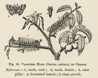 Vintage illustration of vapourer moth digitally enhanced from our own vintage edition of The Fruit Grower's Guide (1891) by John Wright.