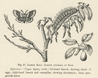 Vintage illustration of lackey moth digitally enhanced from our own vintage edition of The Fruit Grower&#39;s Guide (1891) by John Wright.