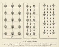 Vintage illustration of planting trees digitally enhanced from our own vintage edition of The Fruit Grower&#39;s Guide (1891) by John Wright.