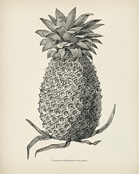  The fruit grower's guide  : Vintage illustration of charlotte rothschild pine apple
