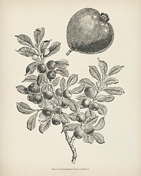  The fruit grower's guide  : Vintage illustration of strawberry guava