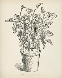  The fruit grower's guide  : Vintage illustration of pot vine grapes