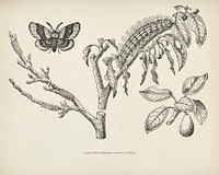  The fruit grower's guide  : Vintage illustration of lackey moth