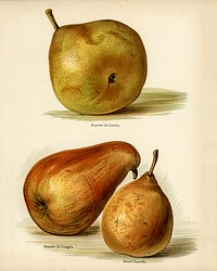 Vintage illustration of pear digitally enhanced from our own vintage edition of The Fruit Grower&#39;s Guide (1891) by John Wright.