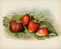  The fruit grower's guide  : Vintage illustration of strawberry