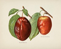  The fruit grower's guide  : Vintage illustration of plum