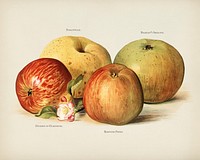  The fruit grower's guide  : Vintage illustration of apple