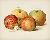  The fruit grower's guide  : Vintage illustration of apple