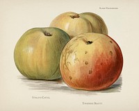  The fruit grower's guide  : Vintage illustration of apple
