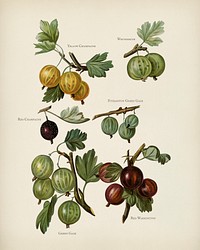  The fruit grower's guide  : Vintage illustration of gooseberry