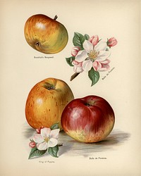 Vintage illustration of king of pippins apple digitally enhanced from our own vintage edition of The Fruit Grower&#39;s Guide (1891) by John Wright.