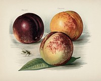  The fruit grower's guide  : Vintage illustration of peach