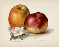  The fruit grower's guide  : Vintage illustration of king of pippins apple