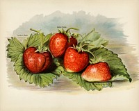 Vintage illustration of strawberry digitally enhanced from our own vintage edition of The Fruit Grower&#39;s Guide (1891) by John Wright.
