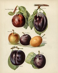 Vintage illustration of plum digitally enhanced from our own vintage edition of The Fruit Grower&#39;s Guide (1891) by John Wright.