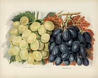 Vintage illustration of grape digitally enhanced from our own vintage edition of The Fruit Grower&#39;s Guide (1891) by John Wright.