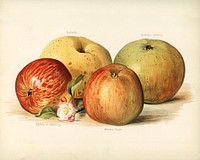 Vintage illustration of apple digitally enhanced from our own vintage edition of The Fruit Grower&#39;s Guide (1891) by John Wright.