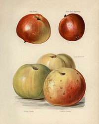 Vintage illustration of apple digitally enhanced from our own vintage edition of The Fruit Grower's Guide (1891) by John Wright.