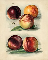 Vintage illustration of peach digitally enhanced from our own vintage edition of The Fruit Grower's Guide (1891) by John Wright.