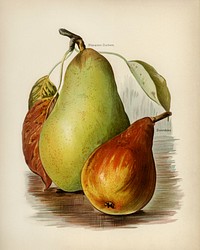 Vintage illustration of pear digitally enhanced from our own vintage edition of The Fruit Grower's Guide (1891) by John Wright.