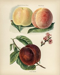 Vintage illustration of peach digitally enhanced from our own vintage edition of The Fruit Grower&#39;s Guide (1891) by John Wright.