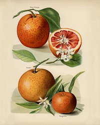 Vintage illustration of orange digitally enhanced from our own vintage edition of The Fruit Grower&#39;s Guide (1891) by John Wright.