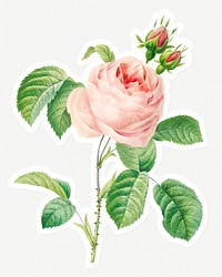 Cabbage rose sticker design resource 