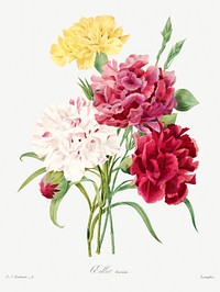 Carnation by <a href="https://www.rawpixel.com/search/redoute?sort=curated&amp;page=1">Pierre-Joseph Redout&eacute;</a> (1759&ndash;1840). Original from Biodiversity Heritage Library. Digitally enhanced by rawpixel.