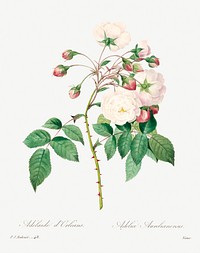 Rose adelaide by <a href="https://www.rawpixel.com/search/redoute?sort=curated&amp;page=1">Pierre-Joseph Redout&eacute;</a> (1759&ndash;1840). Original from Biodiversity Heritage Library. Digitally enhanced by rawpixel.