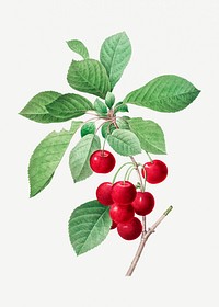 Red cherry plant psd botanical illustration, remixed from artworks by Pierre-Joseph Redout&eacute;