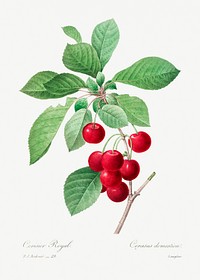 Red cherry by <a href="https://www.rawpixel.com/search/redoute?sort=curated&amp;page=1">Pierre-Joseph Redout&eacute;</a> (1759&ndash;1840). Original from Biodiversity Heritage Library. Digitally enhanced by rawpixel.