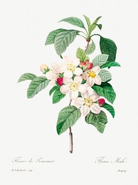 Antique plant drawn by <a href="https://www.rawpixel.com/search/redoute?sort=curated&amp;page=1">Pierre-Joseph Redout&eacute;</a> (1759&ndash;1840). Original from Biodiversity Heritage Library. Digitally enhanced by rawpixel.