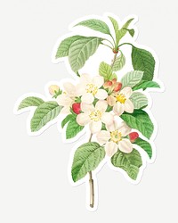 Crab apple flower sticker design resource  