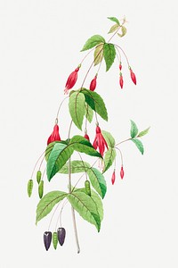 Fuchsia flower psd botanical illustration, remixed from artworks by Pierre-Joseph Redout&eacute;