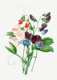 Sweet pea flower psd botanical illustration, remixed from artworks by Pierre-Joseph Redout&eacute;