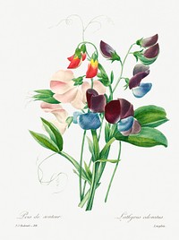 Sweet pea by <a href="https://www.rawpixel.com/search/redoute?sort=curated&amp;page=1">Pierre-Joseph Redout&eacute;</a> (1759&ndash;1840). Original from Biodiversity Heritage Library. Digitally enhanced by rawpixel.