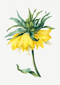 Kaiser&#39;s crown flower psd botanical illustration, remixed from artworks by Pierre-Joseph Redout&eacute;