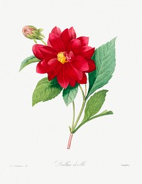 Dahlia double by <a href="https://www.rawpixel.com/search/redoute?sort=curated&amp;page=1">Pierre-Joseph Redout&eacute;</a> (1759&ndash;1840). Original from Biodiversity Heritage Library. Digitally enhanced by rawpixel.