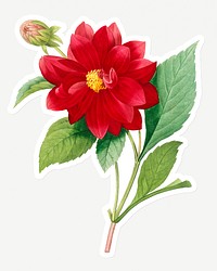 Red double dahlia flower sticker design resource 
