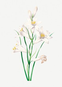 White lily flower psd botanical illustration, remixed from artworks by Pierre-Joseph Redout&eacute;