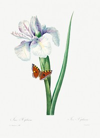 Spanish iris by Pierre-Joseph Redout&eacute; (1759&ndash;1840). Original from Biodiversity Heritage Library. Digitally enhanced by rawpixel.
