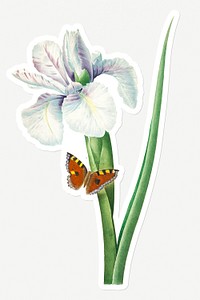 Spanish iris flower sticker design resource 